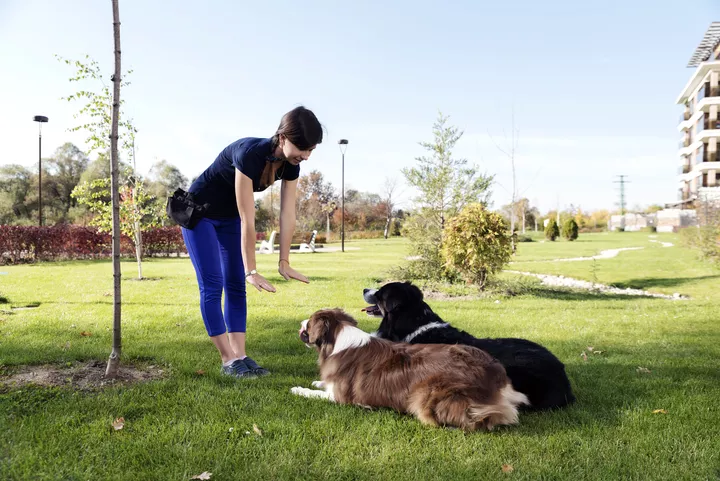 Dog Behavior Specialist Phoenix: A Practical Guide